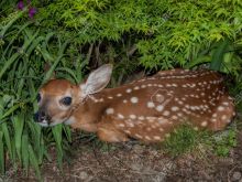 Fawn