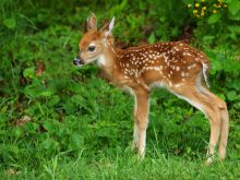 Fawn