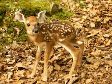 Fawn
