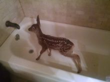 Fawn