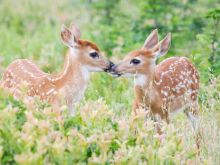 Fawn