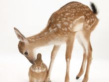 Fawn
