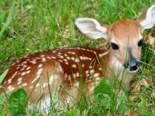 Fawn