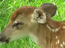 Fawn