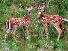Fawn