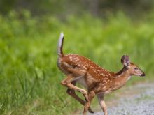 Fawn
