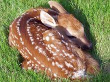 Fawn