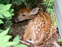 Fawn