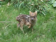Fawn