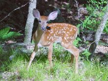 Fawn