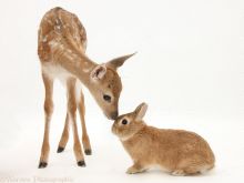 Fawn