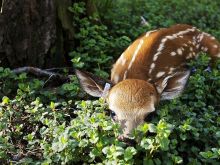 Fawn