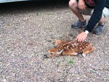 Fawn