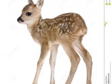 Fawn