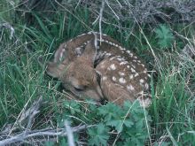 Fawn