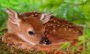 Fawn