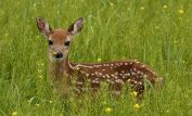 Fawn