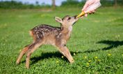 Fawn