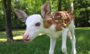 Fawn