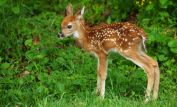 Fawn