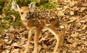 Fawn