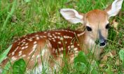 Fawn