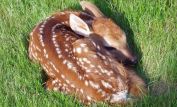 Fawn