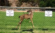 Fawn