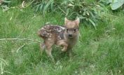 Fawn