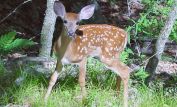 Fawn