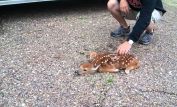 Fawn