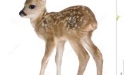 Fawn