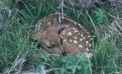 Fawn