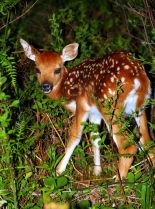 Fawn