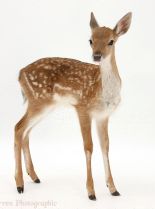 Fawn