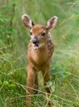 Fawn