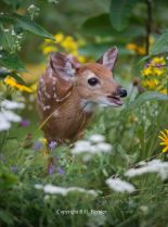 Fawn