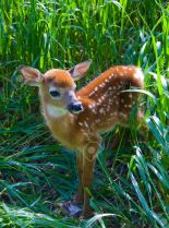 Fawn