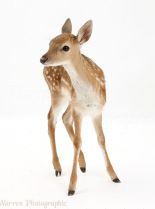 Fawn