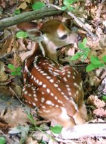 Fawn