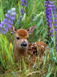 Fawn