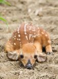 Fawn