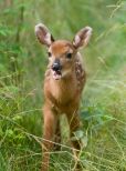 Fawn