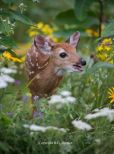 Fawn