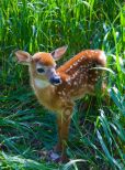 Fawn