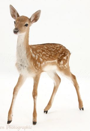 Fawn