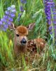 Fawn