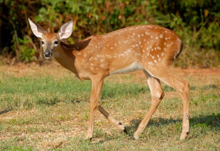 Fawn