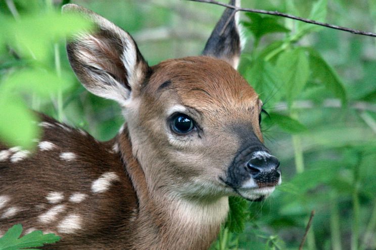 Fawn