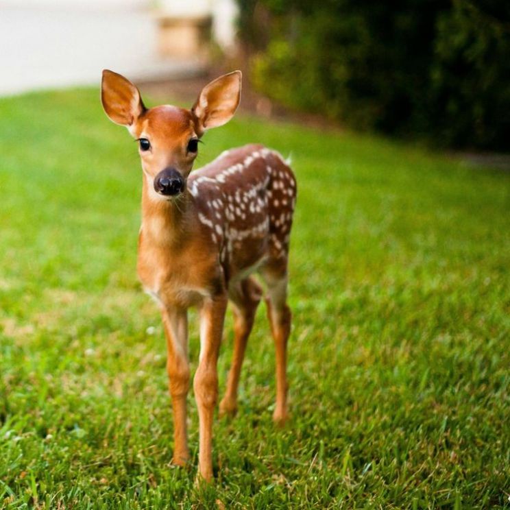 Fawn